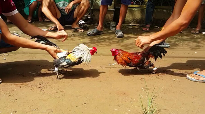 cách chọi gà