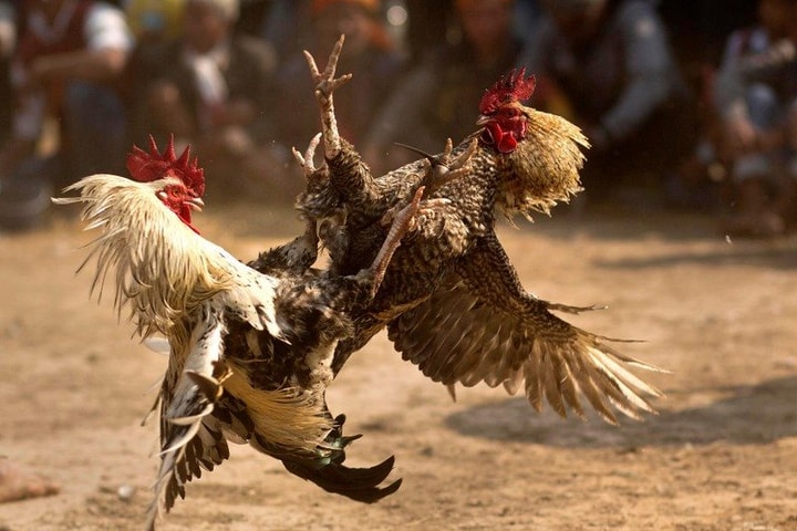 đá gà cựa dao